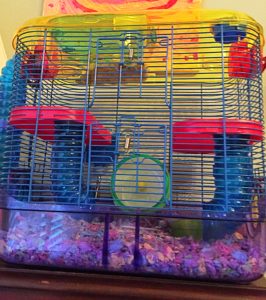 hamster cage